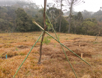  Poleiros para interação das aves no processo de recuperação e desenvolvimento da fauna.