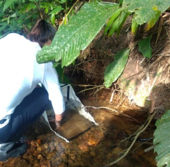  Coleta de Organismos aquáticos em riacho de Botuverá, Vale do Itajaí.