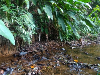  Ambiente aquático em riacho preservado em Botuverá, Vale do Itajaí.