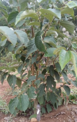  Bracatinga (Mimosa scabrella Benth.) com altura e caule reforçado, respondendo bem ao plantio. 