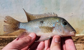  Cará capturado em rede de espera em Botuverá-SC