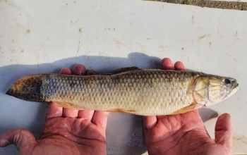  Traíra capturada em rede de espera em Botuverá-SC