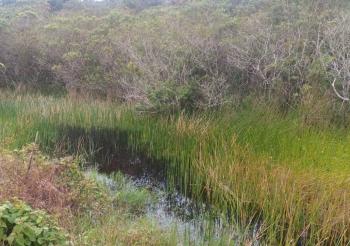  Área alagada encontrada e apontada no estudo hidrológico como área a ser recuperada em Itapoá, Santa Catarina.