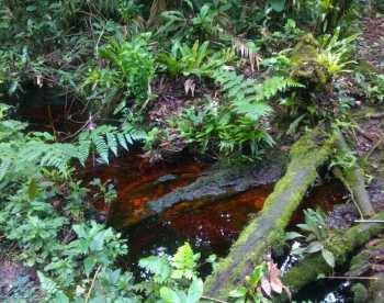  Córrego encontrado e apontado no estudo hidrológico como área a ser recuperada em Itapoá, Santa Catarina.