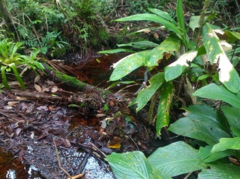  Córrego encontrado e apontado no estudo hidrológico como área a ser recuperada em Itapoá, Santa Catarina.