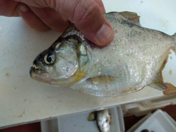  Indivíduo do gênero Serrasalmus (Popular Piranha) coletado para monitoramento ictiológico no Rio Paraná, município de Porto Rico (PR).